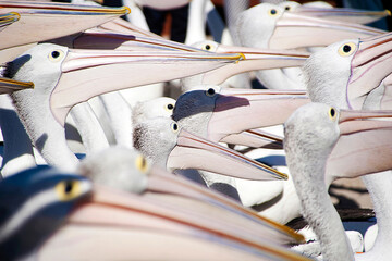A large group of Australian pelicans huddled together waiting for their lunch to be fed.