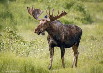 moose
