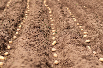 close plan of the furrows with potato tubers when planting potatoes