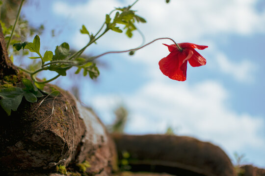 Poppy wheats - WW1 First world war 