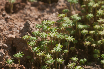 Marchantia polymorpha liverwort