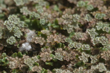 Marchantia polymorpha liverwort