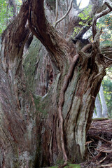環境保護　原生林　古代杉　杉