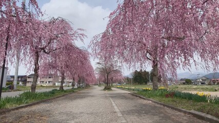 Obraz premium 日中線しだれ桜並木 シダレザクラ 喜多方 福島県