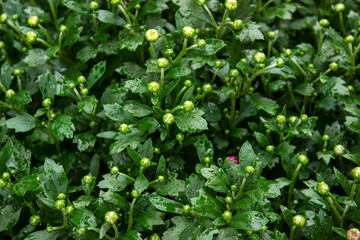 A close up of a flower garden