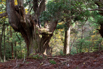 Fototapeta premium 原生林 古代杉 環境保護 杉