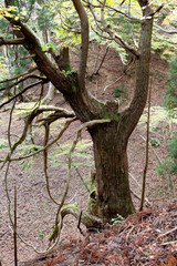 古代杉　原生林　環境保護　杉