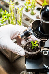 Laboratory during test the pesticides on plants. Practical chemistry classes.