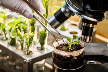 Laboratory testing of pesticides on plants. Practical chemistry classes. - obrazy, fototapety, plakaty