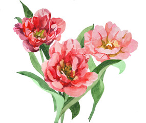Tulips watercolor isolated on white background botanical illsutration for all prints.