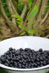 Aroniabeeren in der schüssel