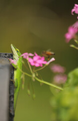 Green Anole Lizard Anolis carolinensis Shallow DOF