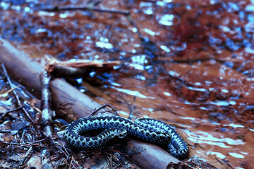 blue european viper, striped venomous dangerous snake nature wild