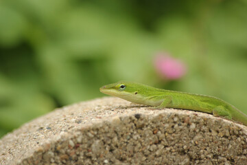 Fototapeta premium Green Anole Lizard Anolis carolinensis Shallow DOF
