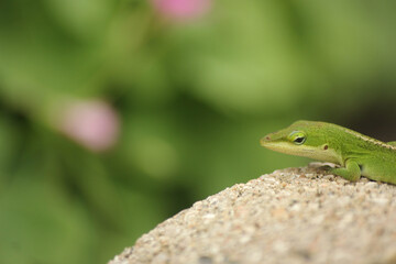 Naklejka na ściany i meble Green Anole Lizard Anolis carolinensis Shallow DOF