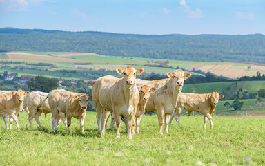 vaches blondes sur le pré 