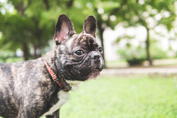 French bulldog portrait at the park