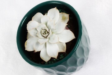 Obraz na płótnie Canvas Photo of a blue succulent flower in a green pot on a white background