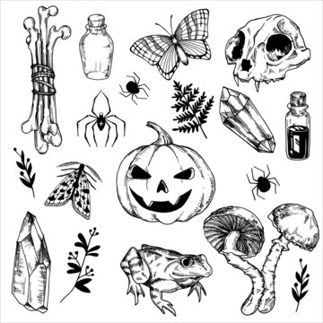line drawing, graphics. set of mystical, witchcraft elements for Halloween. drawing in vintage style pumpkin, skull, bones, potion, crystal, mushrooms, spiders.
