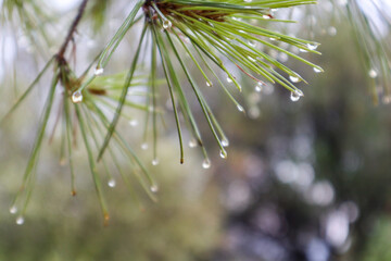 Rain water drops close-up on green pine fir tree needles with blurred bokeh natural background