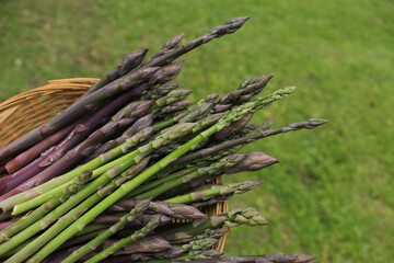 Organic Fresh Asparagus Picked From Small Garden