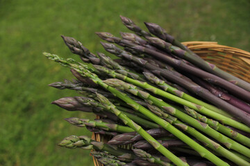 Organic Fresh Asparagus Picked From Small Garden