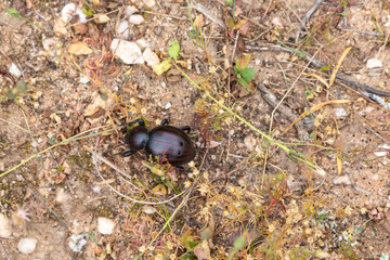 Dung Beetle close to Tulbagh, Western Cape, South Africa