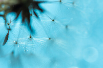 Dandelion macro flower on a blue blurred background. Conceptual summer bright design.