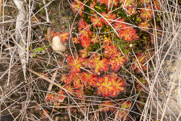 Group of the carnivorous plant Drosera trinervia seen in natural habitat close to Tulbagh in the Western Cape of South Africa