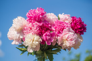 Beautiful bouquet of flowers peonies in a glass jar with water in garden on blue sky background