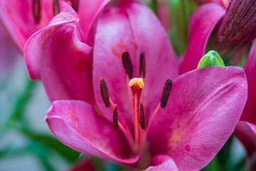 Closeup of the stamen and pistil of a red lily flower