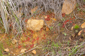 Some Drosera trinervia, a carnivorous plant, seen in natural habitat close to Tulbagh in the Western Cape of South Africa