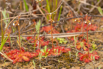 Close-up of a group of the carnivorous plant Drosera trinervia in natural habitat seen near Tulbagh in the Western Cape of South Africa