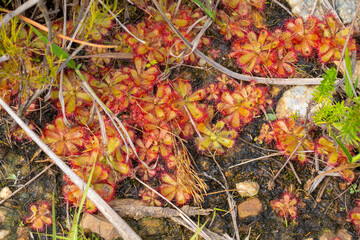 Large Group of the carnivorous plant Drosera trinervia taken near Tulbagh in the Western Cape of South Africa