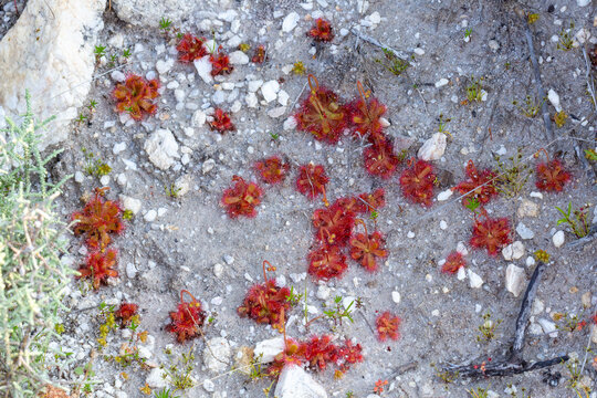 Some red rosettes of the carnivorous plant Drosera trinervia seen near Tulbagh in the Western Cape of South Africa