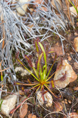 Single plant of Drosera capensis in natural habitat close to Ceres in the Western Cape of South Africa