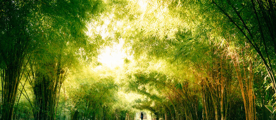 Nature of green tree bamboo leaf in garden at summer. Natural green leaves plants using as spring background cover page greenery environment ecology wallpaper © Fahkamram