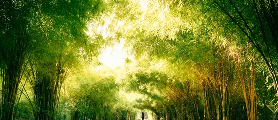 Foto op Aluminium Aard van het groene bamboeblad van de boom in de tuin in de zomer. Natuurlijke groene bladeren planten gebruiken als lente achtergrond voorblad groen milieu ecologie behang © Fahkamram