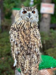 owl