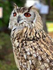 great owl