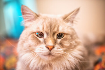 A beautiful fluffy light Siberian cat with blue eyes lies in the room on a colored sofa. Cat breed Nevsky Masquerade