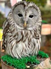great horned owl in winter