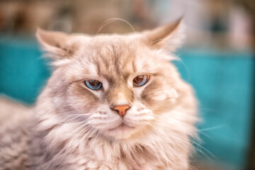 A beautiful fluffy light Siberian cat with blue eyes lies in the room on a colored sofa. Cat breed Nevsky Masquerade