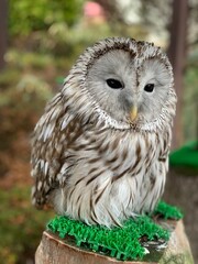 great owl