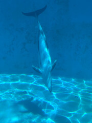 dolphin