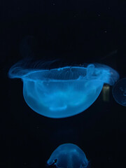 jellyfish in the water