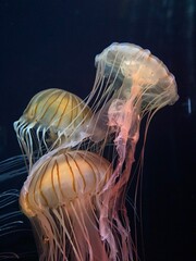 jelly fish in the sea