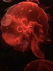 jellyfish in the water