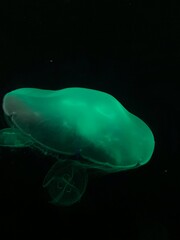 jelly fish in the water