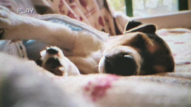 Fake VHS capture: a lovely puppy (Jack Russell breed) sleeping on the couch, completely peaceful.
